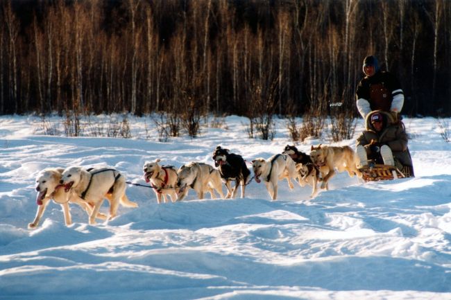 アラスカ夜物語の主役は「オーロラ」。<br />アラスカ昼物語の主役は、「ハスキー犬」。