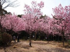 京都熊野若王子神社－哲学の道（寄り道2）