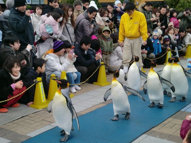 ペンギンのパレード海遊館前にて