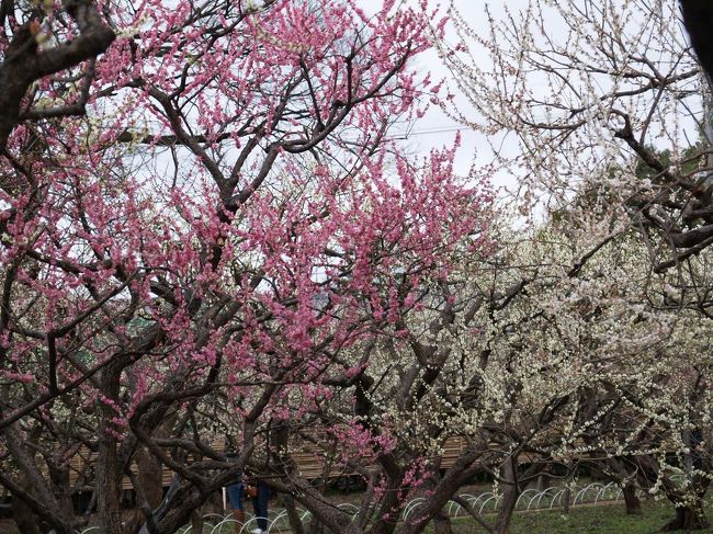 学問の神様として有名な菅原道真公を祀られている北野天満宮。道真が詠んだ『東風（こち）吹かば　においおこせよ梅の花　あるじなしとて春な忘れそ』の歌にちなんで、境内の梅の木は植えられています。２万坪の境内には５０種約１５００本の梅の木があり、２月中旬から３月上旬にかけて花の見頃を迎えます。時は受験シーズン真っ只中でもあり、多くの参拝客で賑わっていました。