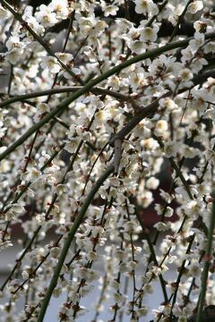 2010春、一気に満開の枝垂れ梅(2/4)：藤牡丹枝垂れ、千鳥枝垂れ、唐梅枝垂れ、満月枝垂れ
