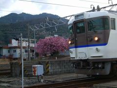 広島一早い・海田市駅の緋寒桜！