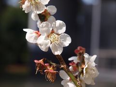 東京国立博物館　花とお雛さま