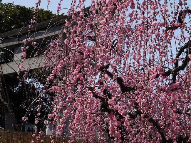 2月28日　梅がそろそろ見頃なので　津市の枝垂れ梅で有名な『結城神社』と会社の同僚に教えてもらった『取って置きの場所』の梅を見てきました