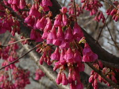 隅田公園（墨田区側）で朝めし前の桜チェック２