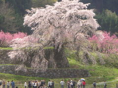奈良の桜めぐり