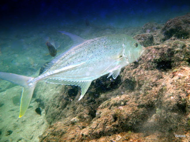 一年前、ヒルトンホテル沖のタモン湾内に、意外にも立派なサンゴ礁が存在し、沢山の種類の熱帯魚がいることに気づきました。水深が浅いので太陽光の恩恵を十分期待できることもあって、コンパクトデジタルカメラをベースとした防水カメラでも、そこそこ綺麗な海中写真が撮れることもわかりました。<br /><br />【機材】そこで今年は家族全員が防水デジカメを持ってシュノーケリング出来るように「ペンタックス Optio W80」を買い増し、防水デジカメ「オリンパスμ1030SW (ミュー)」、「PENTAX Optio（ペンタックスオプティオ）W80」と水中ビデオカメラ「SANYO Xacti(ザクティ) DMX-WH1」の3台体制で臨みました。水中ではストロボを多用するため半日程度しか電池が持たず、純正品のバッテリーは4〜5000円と高価なことからアマゾン出品者の中からロアジャパン製の1個1000円程度の予備バッテリーも買い足しました。（純正電池と比べて持続時間は短くオマケ程度でした･･･）<br /><br />【シュノーケリング・ポイント】タモン湾（タモン地区）のビーチを南のヒルトンホテル寄りから並べると、「イパオ・ビーチ」、「マタパン・ビーチ」、「ガン･ビーチ」、「ファイファイ･パウダーサンド･ビーチ」（Ypao beach,Matapang beach,Gun beach,Faifai beach）と、４つのビーチが連続しています。<br />その内、イパオとマタパンは砂浜で続いているので区分が曖昧ですが、ガンビーチとファイファイビーチは外洋に向けて張り出した岩場で明確に区分されています。昨年はヒルトンホテルに泊まったのでビーチ区分で言えばイパオビーチの沖にあるサンゴ礁でシュノーケルを楽しんだことになります。今回は最北部にあるホテル・ニッコーに宿を取り「マタパン・ビーチ」、「ガン･ビーチ」、「ファイファイ･パウダーサンド･ビーチ」の３箇所でスノーケリングを楽しむこととなりました。<br /><br />【ホテル】昨年のヒルトンホテルも今回のニッコーも、部屋から水着のまま歩いてポイントにアクセスできるので、休憩や昼食時にもホテルの部屋に戻り、冷えたビールや温かいシャワーを浴びることが出来きます。この条件は、ありそうで少ないので、グアムの大きな魅力の一つです。趣味が同じ仲間だけで透明度の高いビーチまでツアーやレンタカーを利用して訪れることも魅力的です。しかし、家族旅行であればホテルを軸として移動が少ない方が何かと便利であることは言うまでもないでしょう。<br /><br />【オリンパスμ（ミュー）1030SWで撮影したグアム島の熱帯魚】<br />http://4travel.jp/traveler/mireina/album/10297147/<br />【グアム島でクリスマスのシュノーケリング】<br />http://4travel.jp/traveler/mireina/album/10296916/<br />【グアム政府観光局のURL】<br />http://www.visitguam.jp/guide/area/tumon/<br />