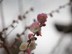 ＜京都第21旅＞ 2010年2月　またまた京都に梅を見に行ってきました②　梅宮大社