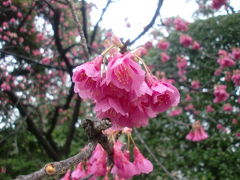 品川区で桜探し
