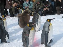 ペンギンのお散歩と雪見風呂