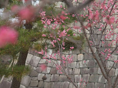 ＜京都第22旅＞ 2010年2月　またまた京都に梅を見に行ってきました③　二条城