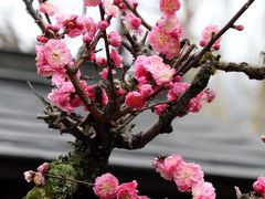 ひとり旅 ［689］ 津和野にも綺麗な梅の花が咲いていました＜山陰の小京都‘津和野’＞島根県津和野町