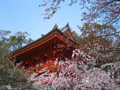 神戸・京都（桜巡り）　その１～京都編～　２００５年４月 