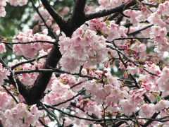 雨の週末の上野公園で３大早咲き桜を愛でる