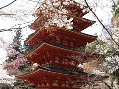奈良長谷寺－五重塔と桜