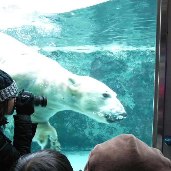 札幌帰省のついでに旭山動物園に行ってきました