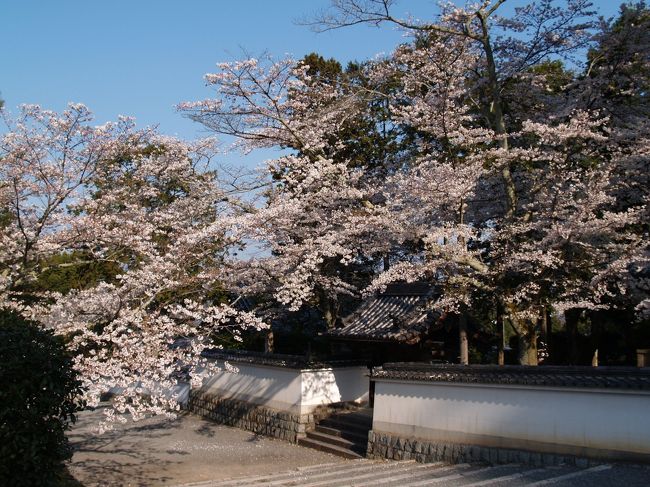 　禅宗寺院ではご本尊の仏さまも小さく、お堂の前からでは良くお顔が拝めないこともある。ここ南禅寺法堂のご本尊の仏さまも小さく、お堂の前からでは良くお顔が拝めない。寺務所で聞いてみた。「ご本尊が小さくて見えないのですが何時ごろの像なのですか？」「10年くらい前に新しく造り直したが、そのときに少し小さくした。」「大伽藍なのですから大きくした方が良かったのではないですか。少し質素すぎません？」ご本尊がみすぼらしいと言っている訳だ。対応している40過ぎと思われるお坊さんが次第に顔を赤らめて声を荒立てる。この年ではまだ修行を積んでいないようだ。<br />　方丈横の枯山水の庭園は素晴しいものだが、禅宗寺院だからだろうか、ご本尊ばかりではなく境内の桜までも質素だ。境内の桜は染井吉野ばかりで、枝垂れ桜は1本もない。京都の名だたる寺社に比べると慎ましいものだ。<br />　南禅寺の三門も登れるのだが、内陣は見ることができない。徳川家康公と藤堂高虎公の位牌を安置しているからだそうだ。知恩院や東福寺の三門の内陣のように極彩色で彩られているらしい。1度は見てみたいものだと特別公開されないかと思っている。結局のところ、南禅寺ではご本尊も、境内の桜も、三門も欲求不満が溜まる寺である。ただ、水路閣だけが立派に見えた。<br />（表紙写真は南禅寺葡萄林寺界隈の桜）<br />