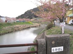 朝のおさんぽ　保田川のさくら路　中橋～権現橋