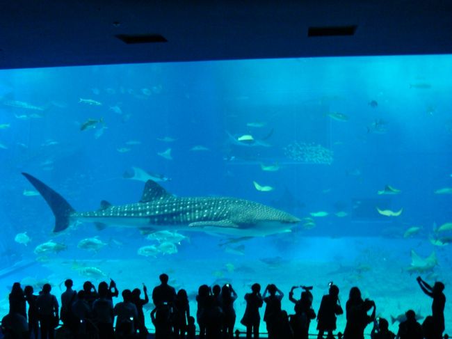 この日は朝早くからとても楽しみにしていた美ら海水族館へ行きました(^_^)♪