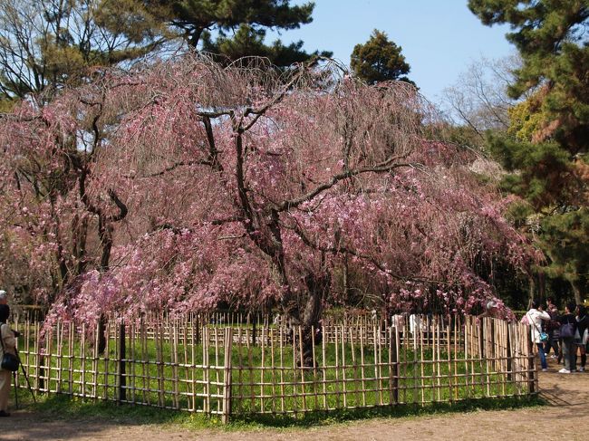 　2009年4月に京都御苑の桜を見に出かけた。枝垂れ桜などは散りかかってはいたが、中にはまだ満開の木もあり、なんとか鑑賞に堪えたというところか。<br />（表紙写真は京都御苑の枝垂れ桜）