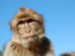 アンダルシアの青い空～スペイン・アンドラ・ジブラルタル～（９）