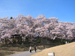 長野　高遠城址公園（桜巡り）　２００７年４月 