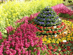 2010冬　京都花めぐり　京都御苑と植物園