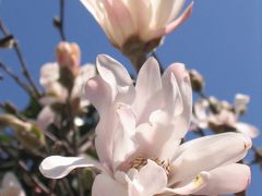 春は名のみの風の寒さや　 シデコブシ開花＆春の花