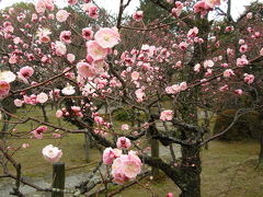 2010冬　京都　雨の梅の名所めぐり