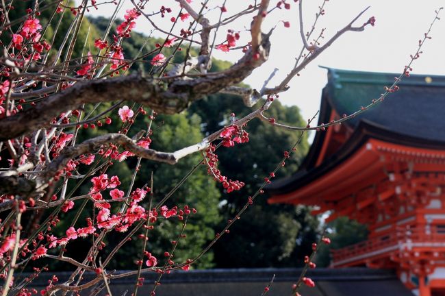 京都世界遺産めぐり「賀茂御祖神社（下鴨神社）」　<br />１９９４年に古都京都の文化財として世界遺産に登録された。<br /><br />下鴨神社という呼称があまりにも有名ですが、正式には賀茂御祖神社（かもみおやじんじゃ）と言います。<br /><br />ここには１年半前にも来ており、その時の旅行記も作成済みです↓建物などは、前回の旅行記の方がたくさん撮ってあります。<br /><br /><br />◎ 前回の旅行記<br />2008/08/02<br />http://4travel.jp/traveler/minikuma/album/10261055/