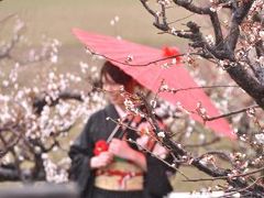 安八百梅園（梅の種類の多さは、全国でも2番目）