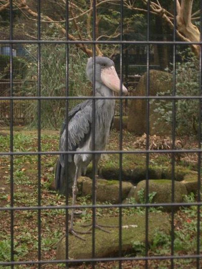 「千葉市動物公園」に行ってきました。<br />地元ということもあり、少々なめていましたが、結構楽しめました。