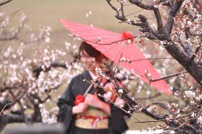 安八百梅園（梅の種類の多さは、全国でも2番目）