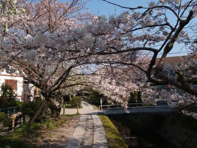 　桜が満開だったので京都の哲学の道を歩いてみた。そういえば昨年来たときも満開だった。しかし、つまらない桜だったので写真は3枚しか撮らなかった。南禅寺から始め熊野若王子神社に立ち寄り、銀閣寺前、銀閣寺道まで歩いた。今回は100枚程度の写真を撮って見た。本物は写真で見るよりもズーと素晴しいが、他のところの桜の写真と比べたらどうだろうか。<br />　哲学の道の桜は琵琶湖疎水沿いに並んだ染井吉野であるが、山科や大津の琵琶湖疎水沿いの染井吉野よりは木が小さく、見比べるとやはり見劣りがした。全国どこの染井吉野の桜並木でもここ哲学の道よりはましだと思う。桜の名所とは言い難い。特に京都ともなれば尚更である。清流亭の桜を見た後に哲学の道沿いの神社仏閣を巡るついででもなければお勧めはできない。桜で感動したいのならば、例えば、ガイドブックにも載っていない東寺あたりの方がよほど良いのではないか。<br />（表紙写真は哲学の道の桜）<br />