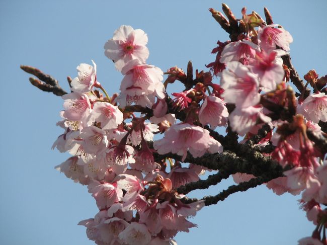 2月21日、午前10時半過ぎに母と姉夫婦宅を発ち、姉夫婦と一緒に福岡県宗像付近にある鎮国寺を久しぶりに訪問した。<br />丁度、熱海緋寒桜の開花が見頃とのことで出かけたが、正にその通りであり、沢山の観光客が押し掛けていた。<br /><br />ここでは①鎮国寺と梅及び熱海緋寒桜を見る<br />②鎮国寺周辺の観音像及び奥の院訪問<br />の二分に分けてまとめた。<br /><br />鎮国寺について・・・説明文による<br /><br />遣唐使船で中国に渡った空海（弘法大師）は密教を学び帰国して、まず宗像大社に参拝しました。<br />そのとき、屏風山に五色の雲たなびくを見て山中の洞窟（現、奥の院）を発見し、そこに籠（こも）って修行の日々をすごされました。そして鎮護国家の根本道場として建立されたのが鎮国寺であり、真言宗最初の寺院なのです。大同元年（西紀806年）創建。<br /><br /><br />＊写真は熱海緋寒桜が見頃で美しかった