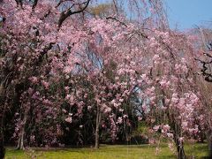 京都二条城の桜－2009年