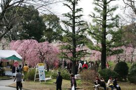 2010春、今年見納めの枝垂れ梅(5/5)：名古屋市農業センター、紅梅と白梅枝垂れ、菜の花