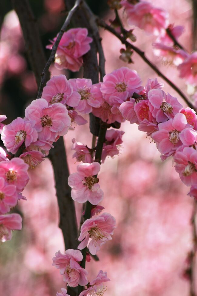 2010春、今年見納めの枝垂れ梅(1/5)：名古屋市農業センター、街路樹の枝垂れ梅