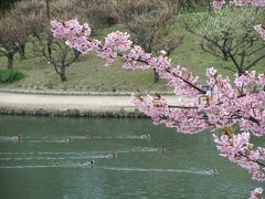 来年はもっとはやく見に行こう！伊丹緑ヶ丘の梅