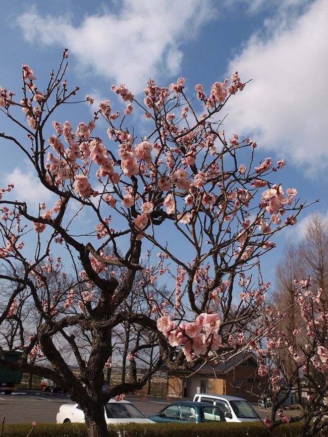さきたま古墳群の桜は美しい。。は。。知っているのですが<br /><br />梅の花もこれほど綺麗とは嬉しい誤算でした。<br /><br />さきたま古墳公園ＨＰ<br />http://www.pref.saitama.lg.jp/A10/BD00/home/kouensyoukai/sakita.html<br /><br />所在地<br />　行田市大字左間、渡柳、樋上、堤根、埼玉地内<br />電車<br />　北鴻巣駅よりさきたま緑道で４，５ｋ　６０分<br />　吹上駅より朝日バスで産業道路下車徒歩１５分<br />　行田駅　秩父鉄道　市内　循環バス「さきたま古墳公園下車」<br />　土日祝　春休み　夏休み　北鴻巣駅より　シャトルバスあり<br />東北道<br />　羽生ＩＣより北西１２Ｋ<br /><br />梅の花咲く　さきたま古墳群ー２<br />http://4travel.jp/traveler/jiiji/album/10438222/
