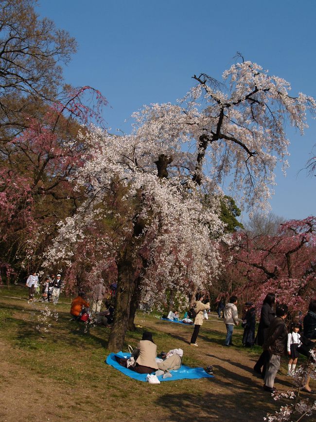 京都府立植物園の桜 下鴨 宝ヶ池 平安神宮 京都 の旅行記 ブログ By ドクターキムルさん フォートラベル 京都府立植物園の桜 下鴨 宝ヶ池 平安神宮 京都 の旅行記 ブログ By ドクターキムルさん フォートラベル