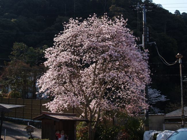 哲学の道を辿る前に熊野若王子神社に立ち寄ったのは裏山の桜園の桜「陽光桜」をまた見たかったからである。しかし、残念ながら散り際で昨年のような艶やかさはなかった。<br />　一般には若王子神社と呼ばれているようだが、神社には熊野若王子神社と熊野が入った石碑や看板が建っている。明治維新の神仏分離前までは、境内に本宮、新宮、那智、若宮などがあったようで、奥には小さな滝もあり、那智の滝を模したものであろう。今尚熊野の神々が祭られているのだ。<br />（表紙写真は熊野若王子神社のこぶしの花）