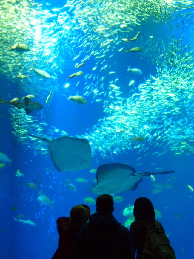 イチゴ狩りをしたあとは、大洗水族館アクアワールドへ！<br />http://www.aquaworld-oarai.com/<br /><br />お目当ては、イルカとアシカのライブです。<br />それ以外にも　超巨大水槽があるし、ゴマフアザラシも相当かわいかったー。