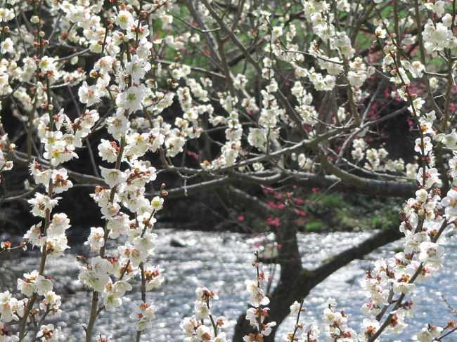 待ちに待った陽光の春の週末。<br />眠くて、花粉症でかゆい目をこすりながら、早起きして今年も行ってきました、越生梅林！<br />燦々と降り注ぐ朝の光のもとで、あられか雪か、満天の星か。<br />光の玉が遊ぶ水辺や、秩父連山の青い稜線や黒々とそびえる山に囲まれて、満開の梅は次から次へと待ち受けて。<br />1,000本の梅は半端ではありません。<br />訪れるのはこれで３度目でも、その魅力は全くあせることなく。<br />魅力のアングルやスポットは無尽蔵。<br />あれでもか、これでもかと撮り放題。<br />ドンドコ、ドンドコ和太鼓とともに、人も一気に梅林に流れこんできた頃、２時間たっぷり撮影を楽しんで、ゆうゆうと帰ってきました。<br /><br />〈３度目の越生梅林の旅行記の構成〉<br />■（1）あられか雪か、満天の星空か<br />□（2）梅以外の花と食べ物<br /><br />〈これまでの越生梅林の旅行記〉<br />2008年３月17日<br />「今年の梅仕舞いは越生の梅林かな」<br />http://4travel.jp/traveler/traveler-mami/album/10226016/<br />2009年３月７日<br />「今年は天気に恵まれた越生梅林」<br />http://4travel.jp/traveler/traveler-mami/album/10315761/<br /><br />越生梅林 梅まつりの公式サイト<br />http://www.town.ogose.saitama.jp/umematsuri/<br />