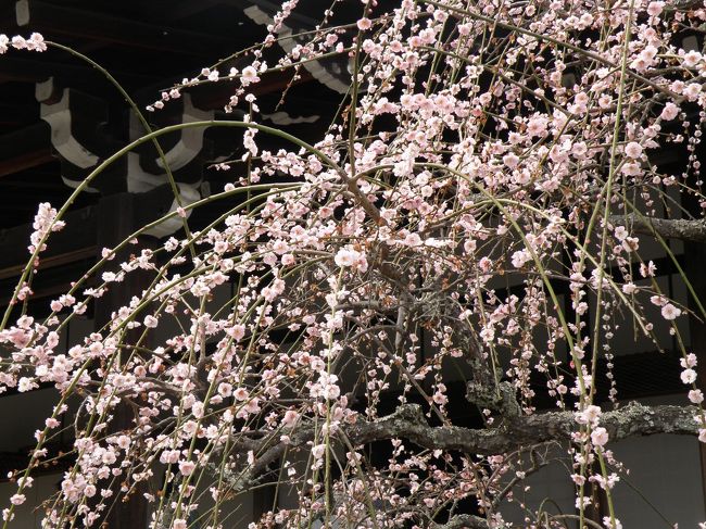 今日は外出ついでに、天龍寺に梅を見に行きました。<br /><br />桜の季節のちょっと前、この時期の天龍寺は梅以外にもお花がいっぱいで、お気に入りスポットの１つです。枝垂れ梅もちょうど満開〜散りの見頃真っ盛り。<br /><br />マイナスイオンたっぷりで、癒されました〜。<br /><br />