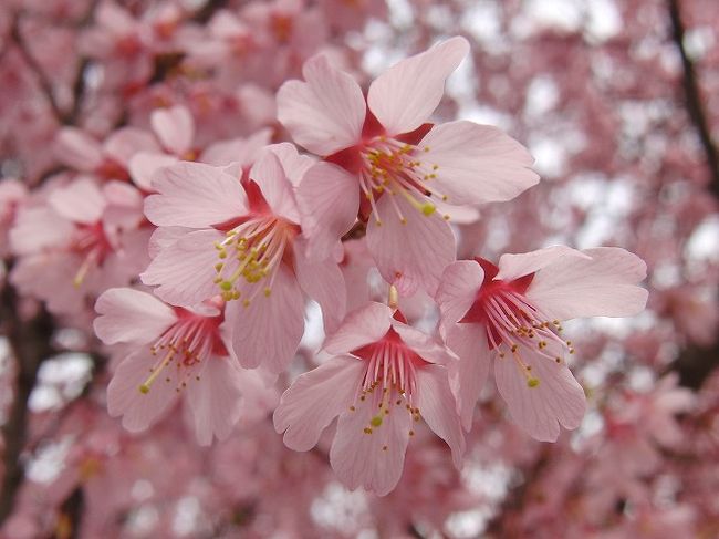 梅と早咲き桜の花見。
