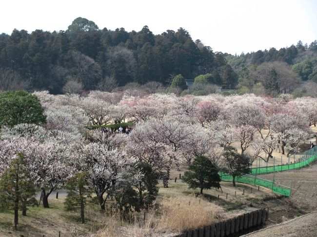 偕楽園から線路と道路を越える（歩道橋で）と千波湖と公園があります。<br />この公園の地名？が桜山っていうらしいんですけれど、あるのは梅です。こちらも偕楽園に退けをとらない見事なまでの梅！<br />偕楽園から見下ろすことも出来ます。<br /><br />偕楽園から歩道橋を渡った千波湖の入り口にも屋台がたくさんありまして、丁度お昼でお腹も空いたので、たこやきを買って食べました。隣に座った人が梅のソフトクリームを食べていて、美味しそうだったので後で買おうと思って。。。食べてくるの忘れました！<br />今回、それだけが心残り。。。(-_-)<br />その後、千波湖周辺を歩いたのですが、「今回は一周しても仕方なくないか？」と我に返り、引き返しました。<br />「桜田門外の変」の映画セットを公開してました。立ち寄らなかったので、料金とかどんな感じなのかは不明です。（実は映画自体を知らない）<br /><br />歩道橋の中間辺りから下に降りられる階段がありまして、そこから桜山に行けます。<br />こちらも芝生の上でお弁当を食べたり、昼寝したり、色々な過ごし方をしているファミリーが多かったです。駐車場に入るまでが大変そうですからね、お疲れな感じで（特にお父さん）<br />