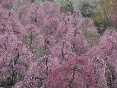 三重県いなべ市梅林公園