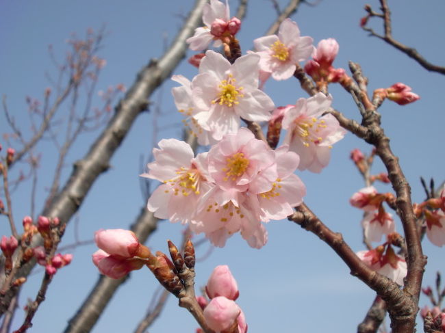 本日お仕事でした<br />は〜あ　行きたい所たくさんあるのだが・・・・<br /><br />あちこちで桜が咲き始めてるのでチックしたい桜がたくさんあるんです<br /><br />早春桜、オカメ、啓翁桜、東海桜、山形おばこなどが主な種類だが大寒桜や寒緋桜もそろそろ見ごろになってるはず？？<br /><br />そんなことを考えながら新習志野で降りて仕事先にとぼとぼ歩いてる途中で桜が咲いてるの発見<br />ラッキーと近寄って見ると河津桜でした<br /><br />都内ではほとんど終わりかかっているのに海の近くで寒いからなのかまだこれから？という感じでした<br /><br />近くの桜の木もチェックしていたら啓翁桜も咲き始めていて　こんなところにもあったのねと喜んでパシャパシャ撮って来ました<br />