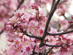 名も知らぬ近所の３大早咲き桜を愛でる